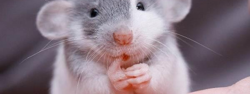 Миші як домашні улюбленці