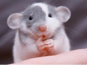 Миші як домашні улюбленці