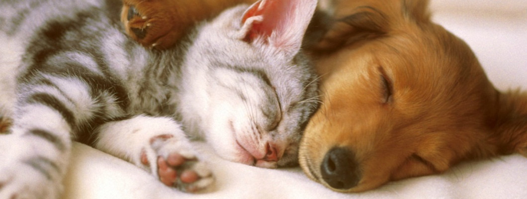 Чи можуть коти і собаки бути друзями?