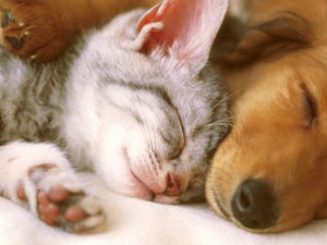 Чи можуть коти і собаки бути друзями?