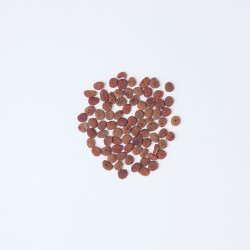 Корм сухий Carnilove True Fresh Cat Fresh Chicken для дорослих котів з куркою 4,8 кг