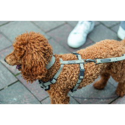 Шлея Trixie CityStyle H-harness для собак бавовна M–L 52–75 см 20 мм світло-сіра