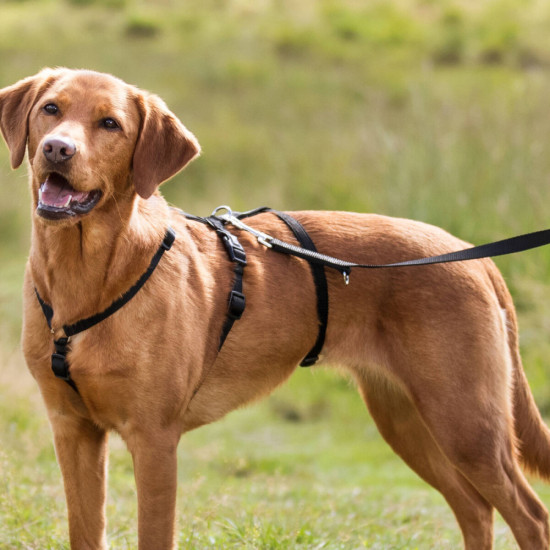 Шлея Trixie для собак M-L 50-75 см х 20 мм чорна