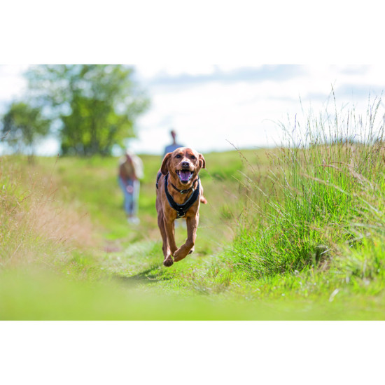 Шлея Trixie Преміум трекінгова M–L 62–74 см х 25 мм чорний-графіт