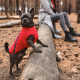 Жилет Pet Fashion E.Vest для собак червоний М