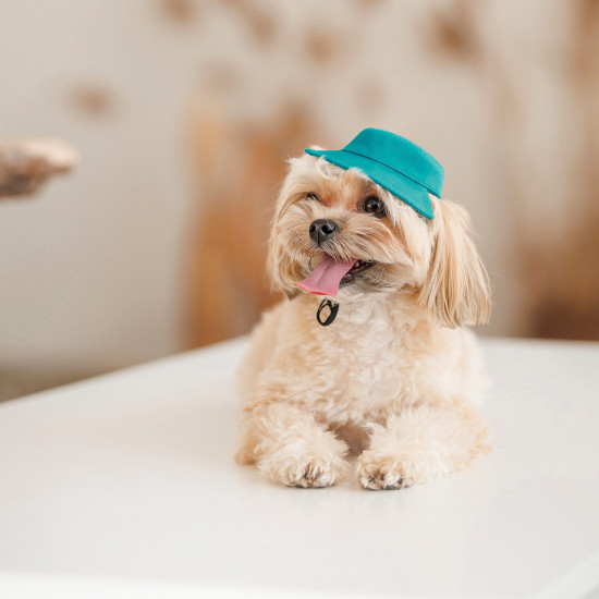 Панама Pet Fashion Rob для собак бавовна фіксатор бірюзова ХL