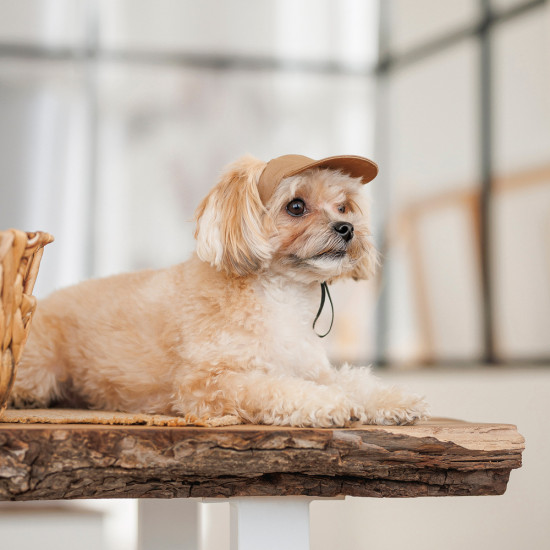 Кепка Phil ТМ Pet Fashion для собак XS