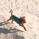 Жилет Pet Fashion E.Vest для собак морська хвиля SМ