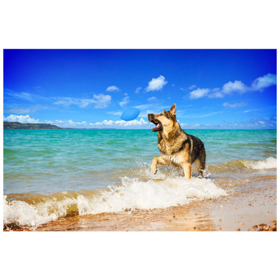 Іграшка для собак Collar PitchDog м'яч для апорту d:9 см блакитний (62412)